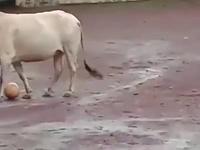 Un joueur vachement doué