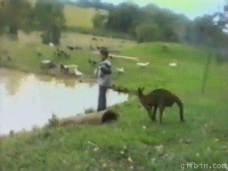 Un kangourou s'approche doucement et pousse un type dans l'eau.