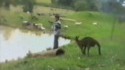 Connard de kangourou