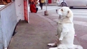Un chien quémande devant un restaurant