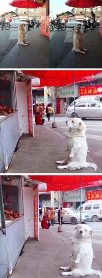 Un chien quémande devant un restaurant