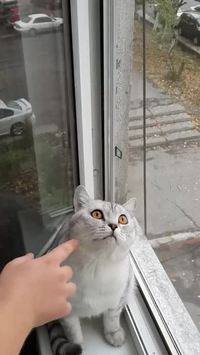 Chat concentré