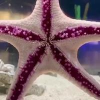 Avez-vous déjà vu une étoile de mer se déplacer ?