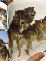 Est ce que c’est une pratique courante chez les loup?