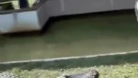 Comment ne pas nourrir un alligator