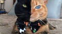 Double-Face