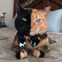 Double-Face