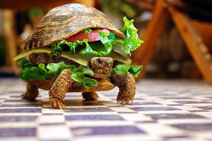 Une tortue appétissante.