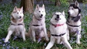 Photobomb canin