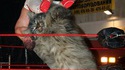 Chat Catcheur