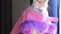 Le chat le plus moche de la terre ?
