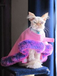 Le chat le plus moche de la terre ?