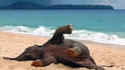 Eléphanteau heureux sur une plage