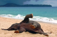 Eléphanteau heureux sur une plage