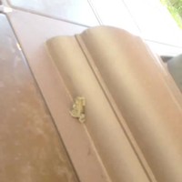 Une grenouille