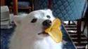 Duck face