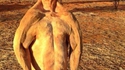 Le retour de Skippy