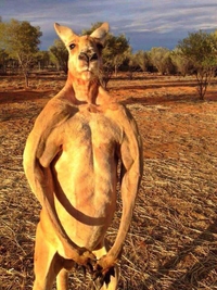 Le retour de Skippy