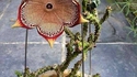 Juste une fleur
