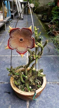 Juste une fleur