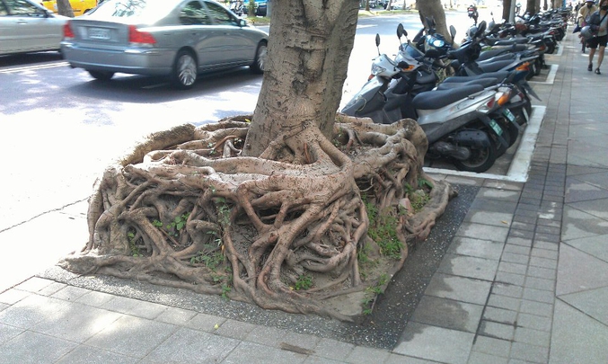 Les racines d'un arbre (Ca, c'est de la description)