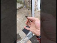 une chips de libellule