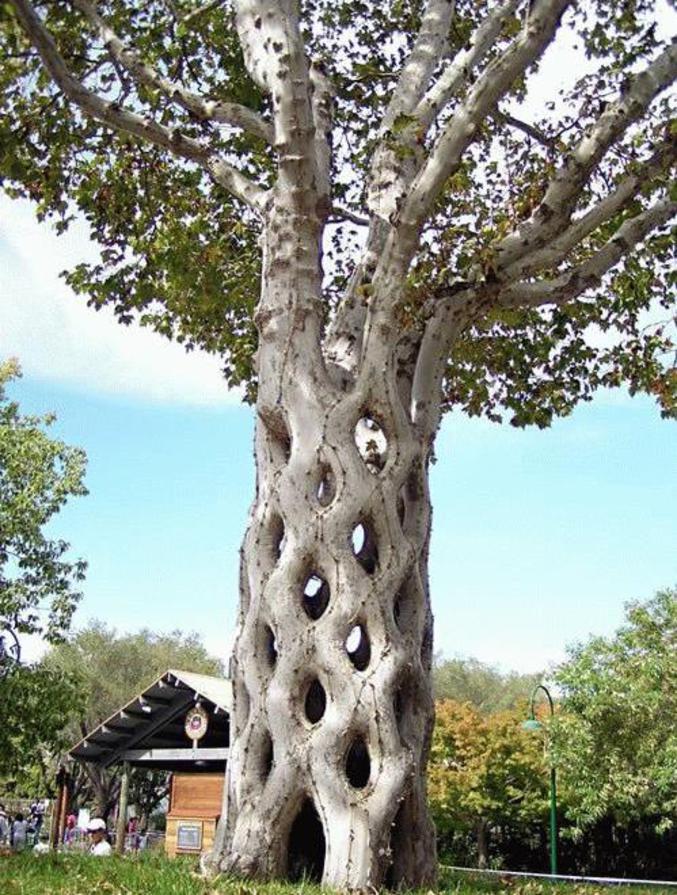Un arbre au tronc tressé