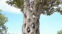 Arbre tressé