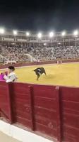 La vidéo du taureau 