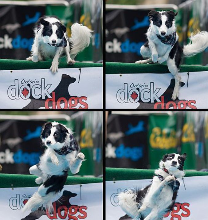 Un chien qui rate son saut.