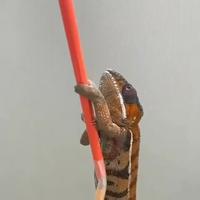 Caméléon 